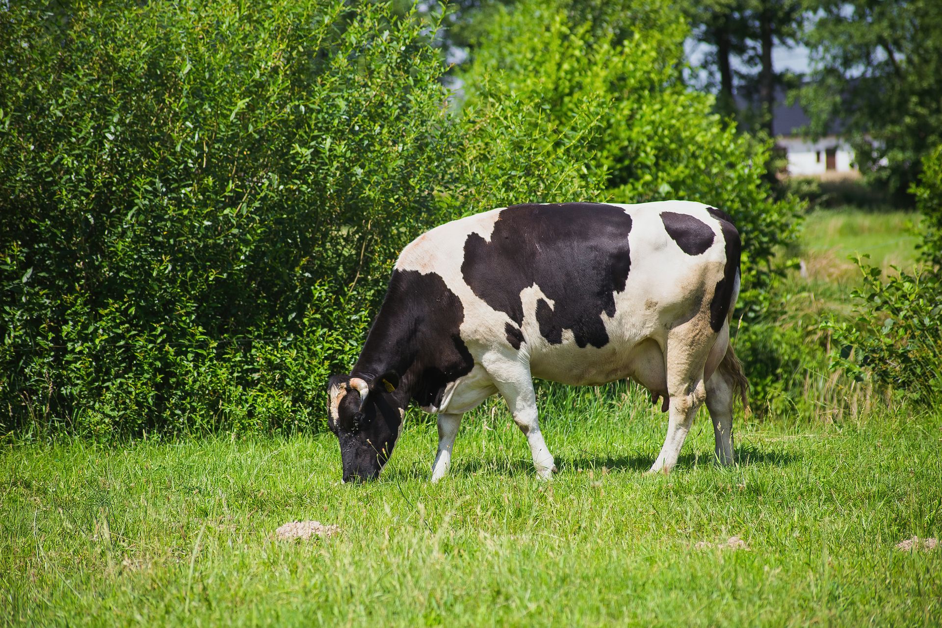 Fresh dairy farm